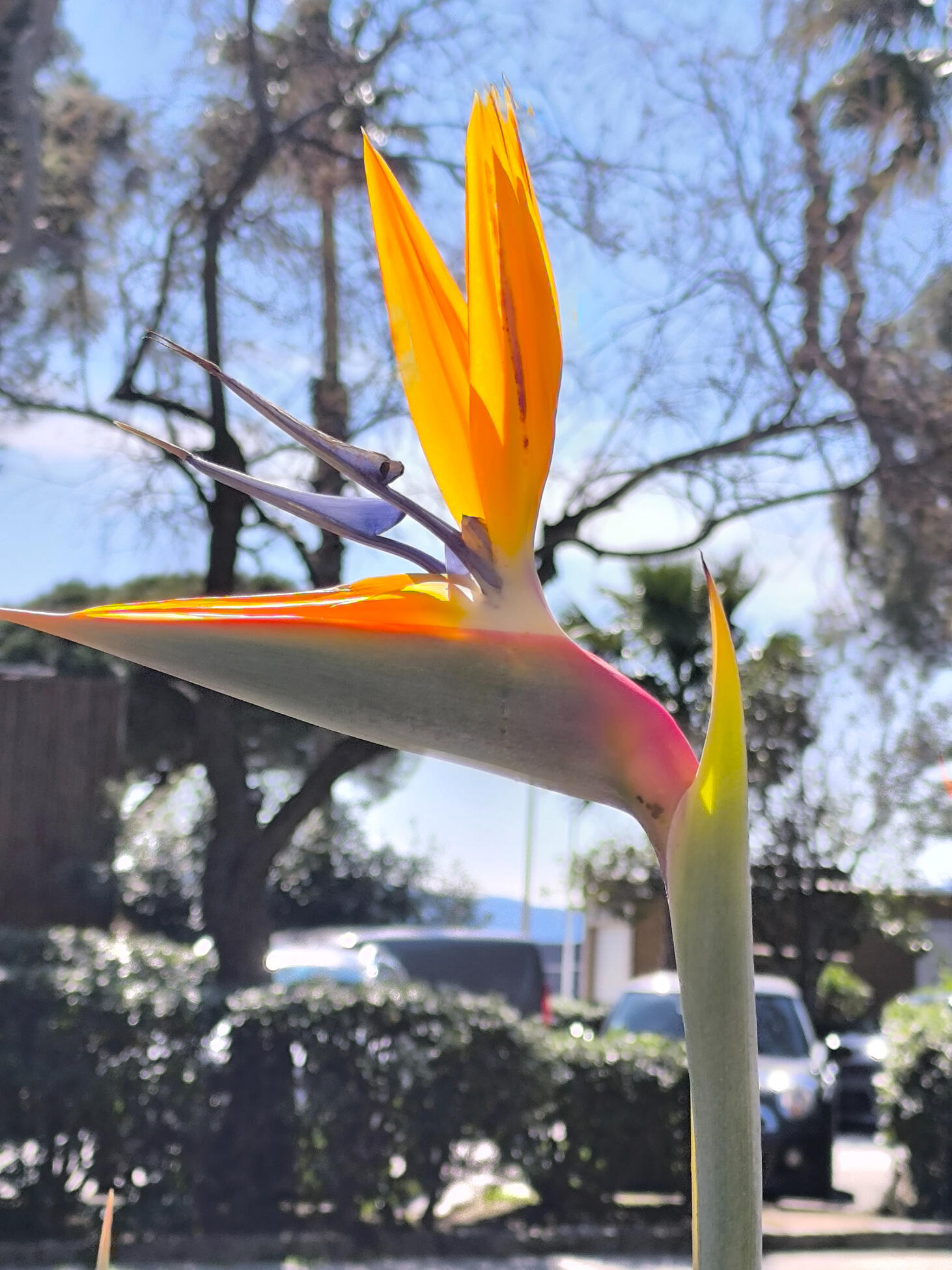 Oiseau du paradis