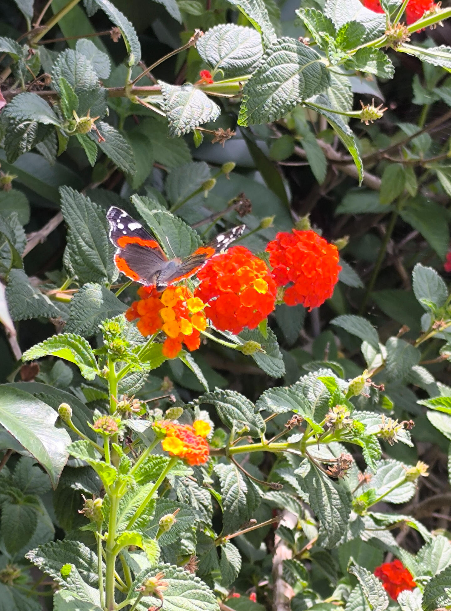 Papillon Vulcain