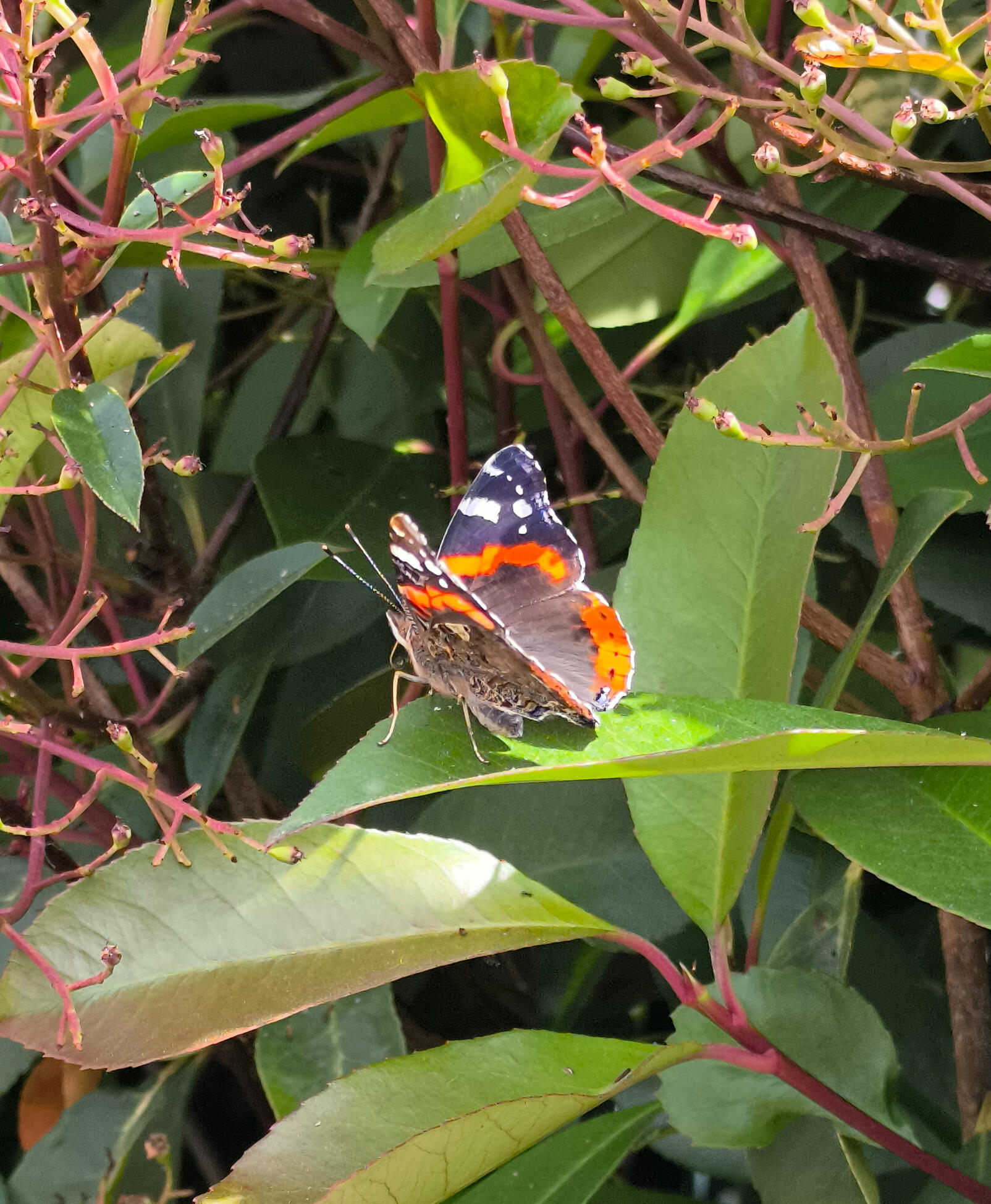 Papillon Vulcain