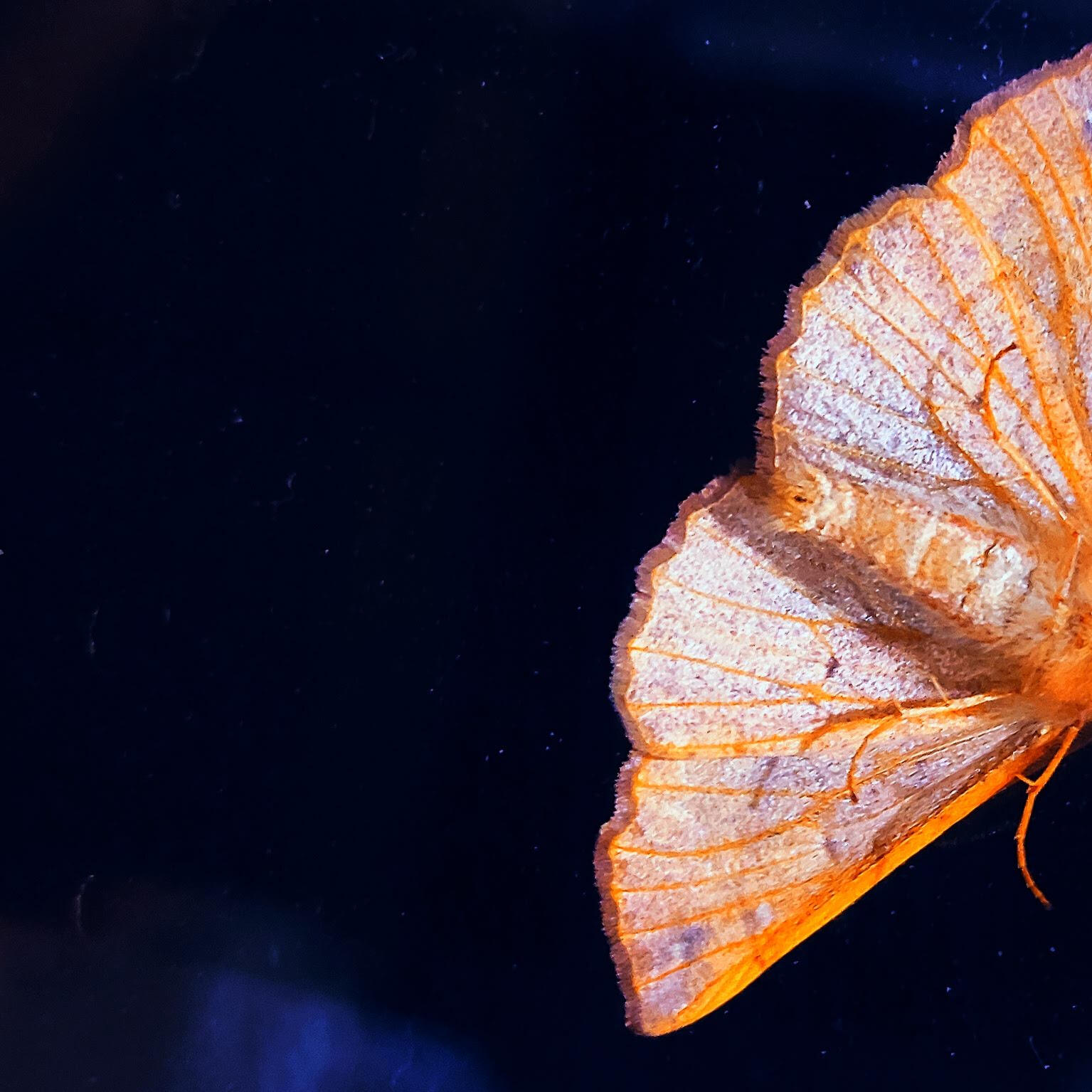 Papillon de nuit